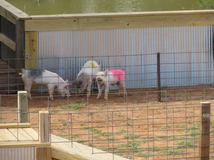 a group of piggies in a cage on a farm