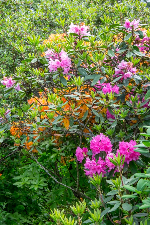 the blooming rhodopes in the bushes are red and pink