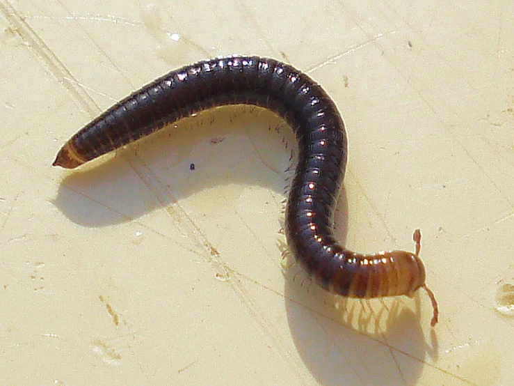 the large black and brown caterpillar has very long tentacles