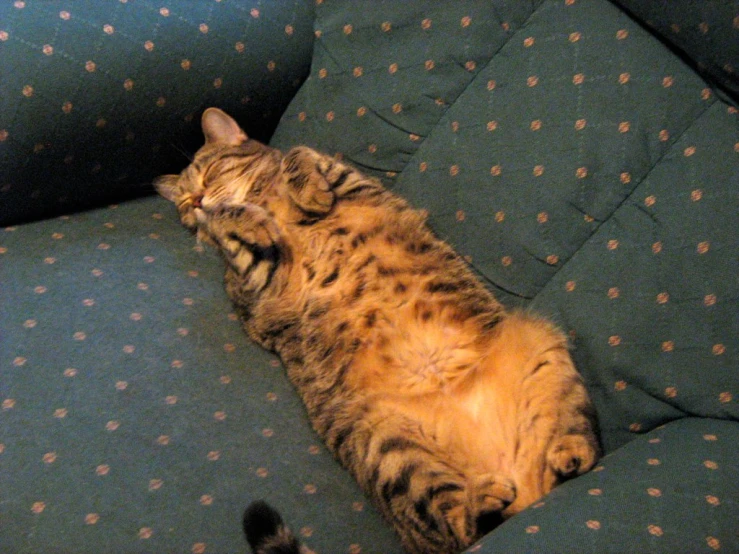 a cat curled up on a couch in the middle of the room