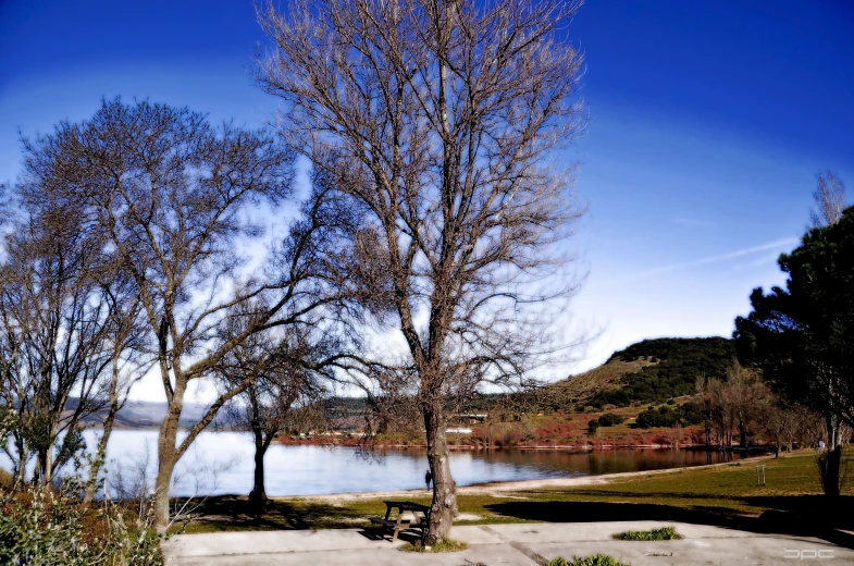 trees near a park with a body of water