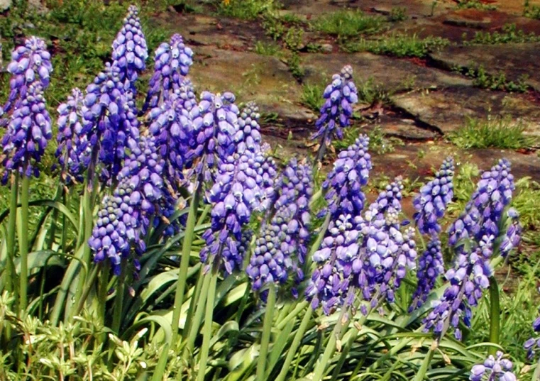 blue flowers with a rocky background on top