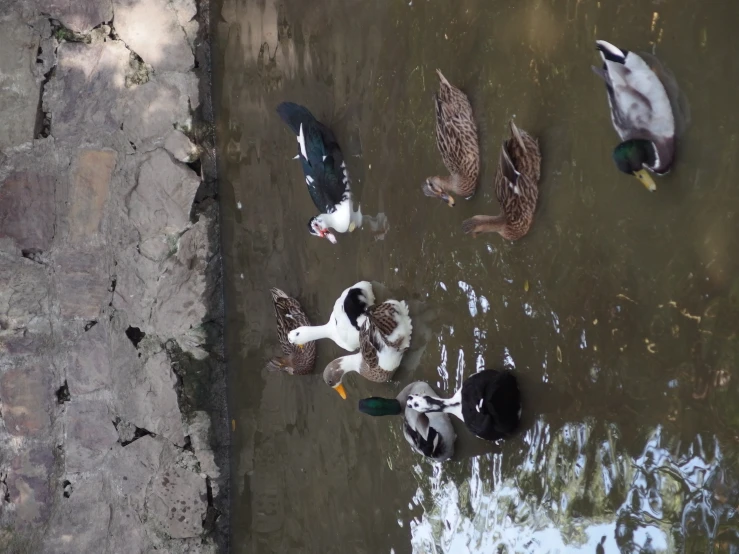 ducks and ducks swimming in some brown water