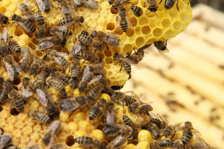 bees are gathered on a comb of bees