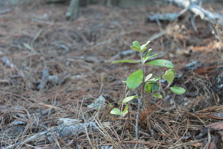 a little sprout growing from the middle of the ground