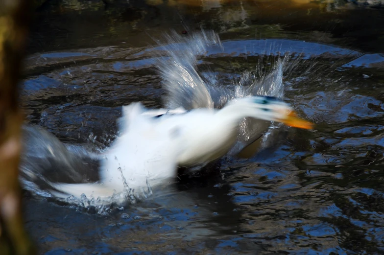 a duck splashing water while flying in the air