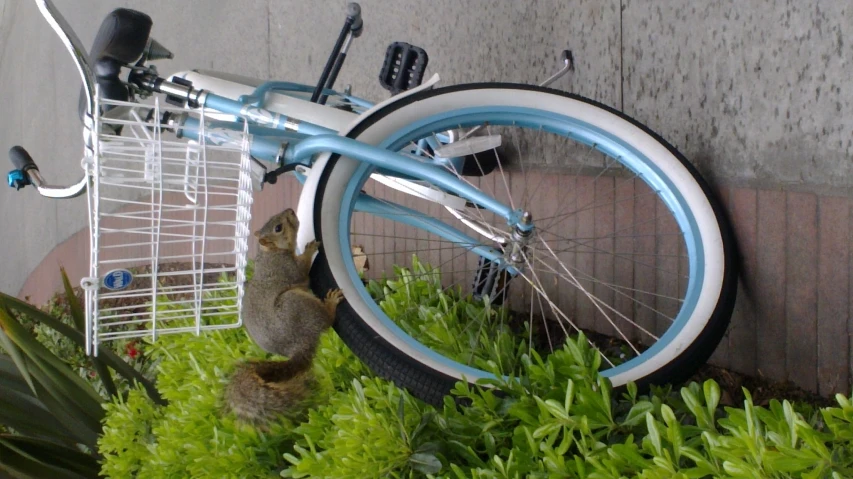 a blue bike with a squirrel sitting on it's front wheel