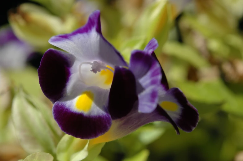 the small purple and yellow flower is blooming