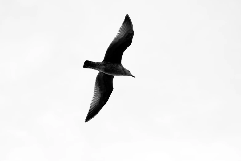 black bird in the sky flying on white background