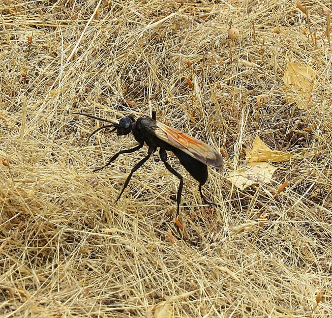 a black insect with brown markings walking on dry grass