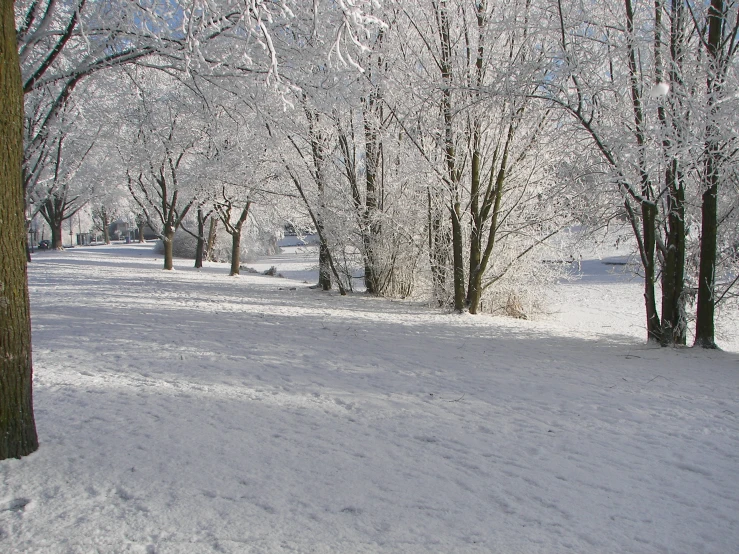 a person stands on snow covered ground near many trees