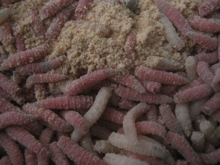 closeup view of very small insects covered with various food types