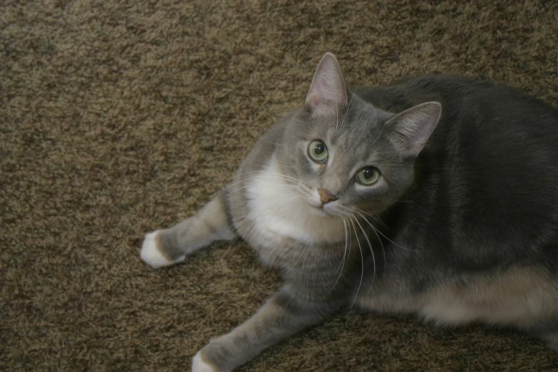 a cat laying on a carpet looking into the distance