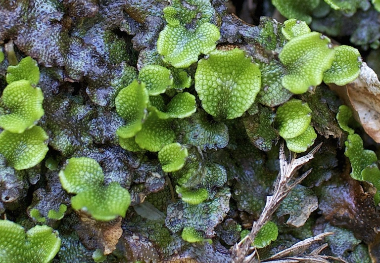 some leaves are growing on an old tree