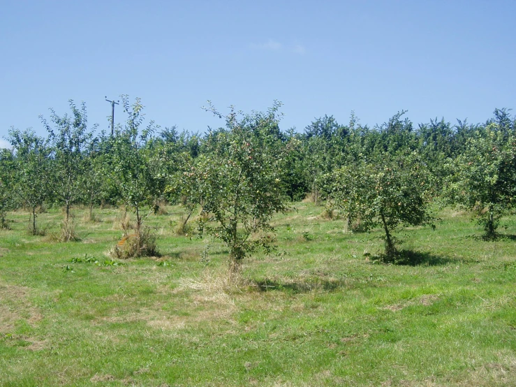 several trees that have been shaded by a clear blue sky