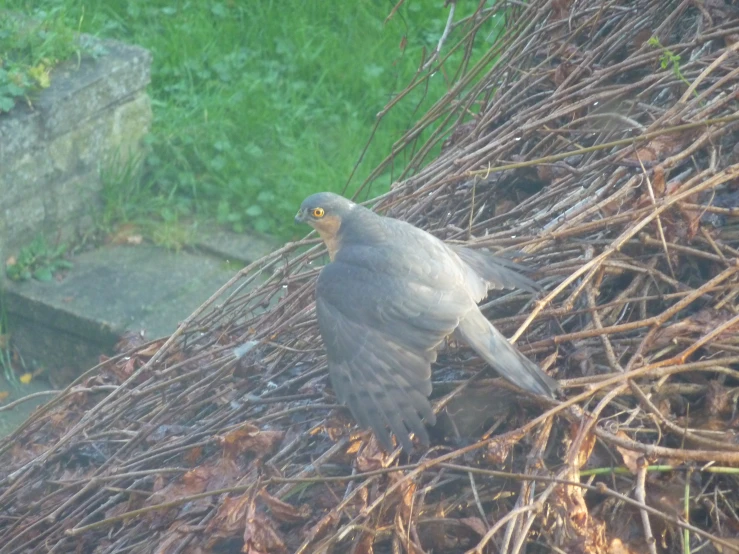 a large bird is in the top of a pile of twigs