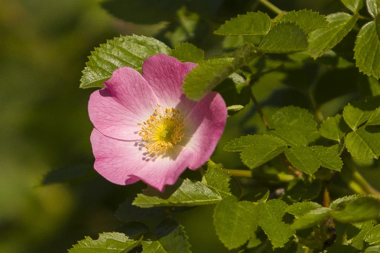 a pink flower with a center and a yellow centre