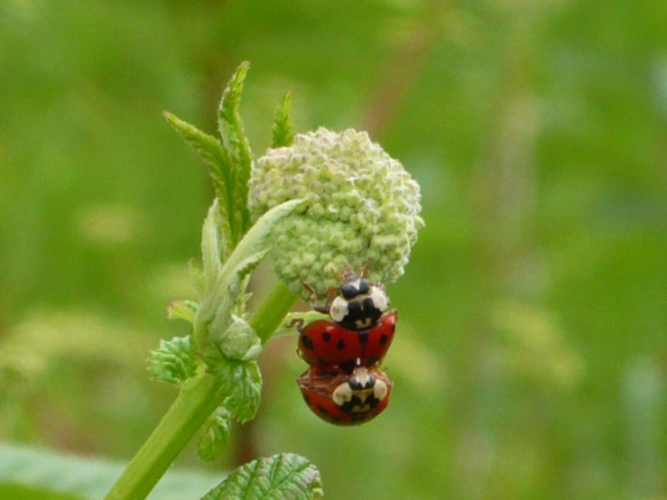 a couple of ladybugs sitting on top of a green plant