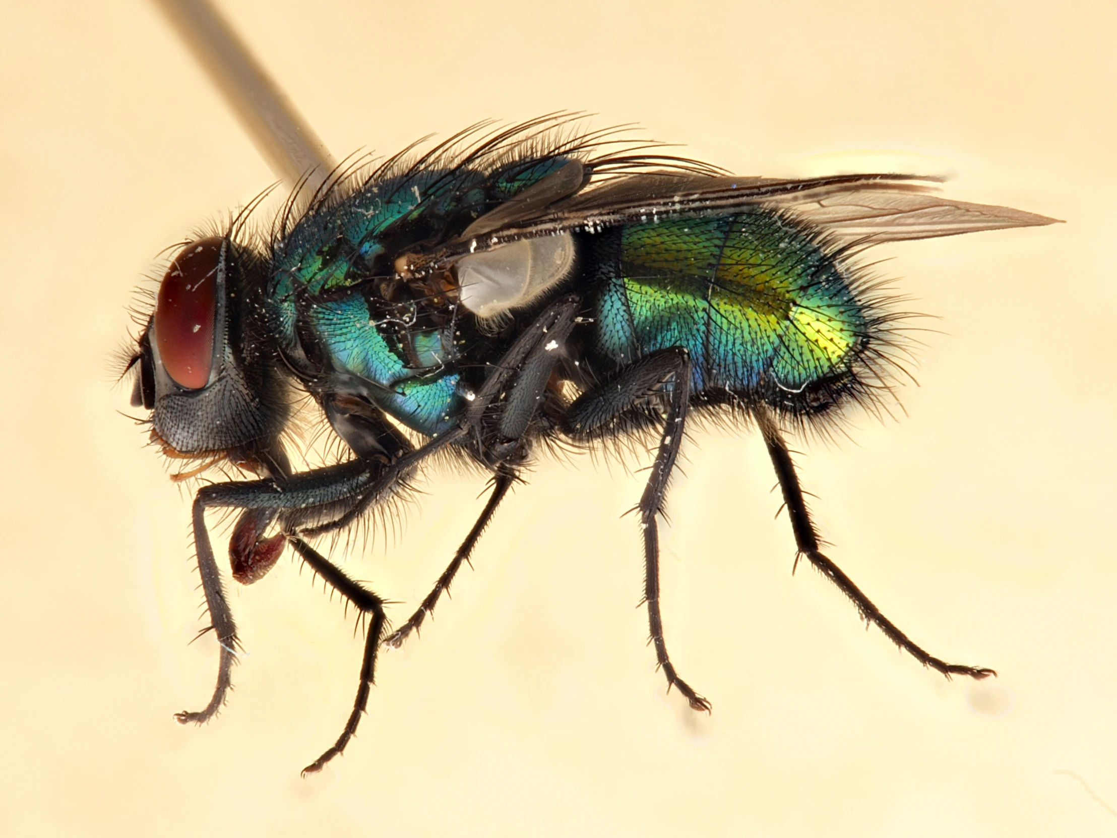 a fly with green, black and blue wings