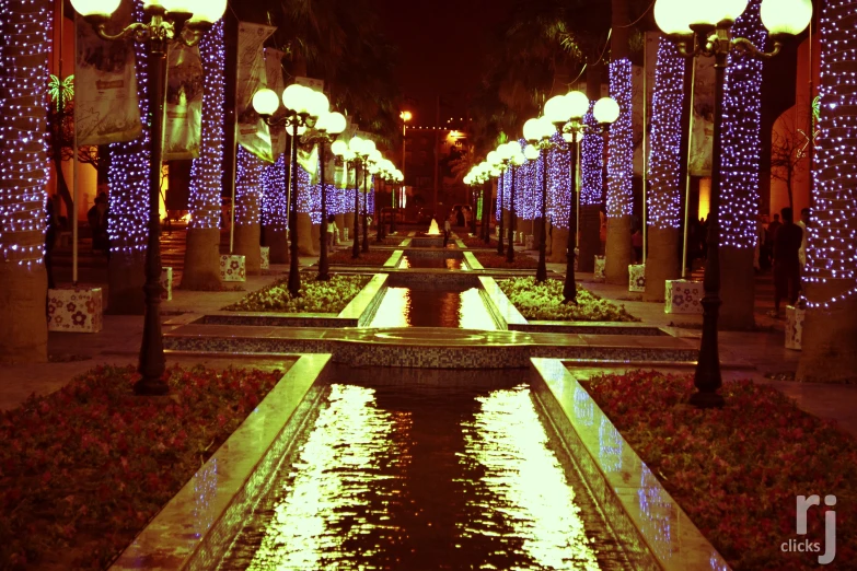 lighted trees and palm trees with reflections on the water