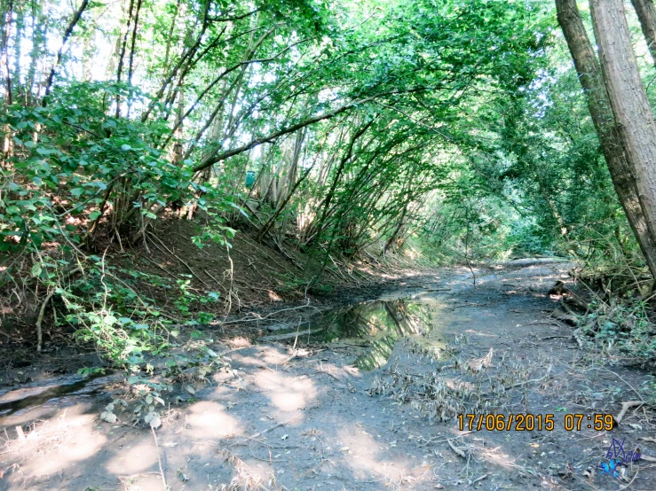 a creek flows through a wooded area with trees and bushes