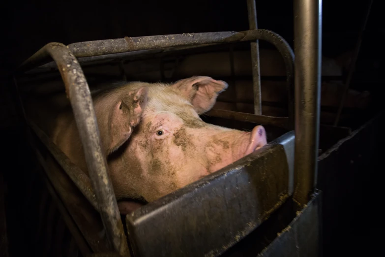 a large brown cow with it's face sticking out from inside of a barn