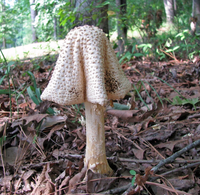 this is a white mushroom in the woods