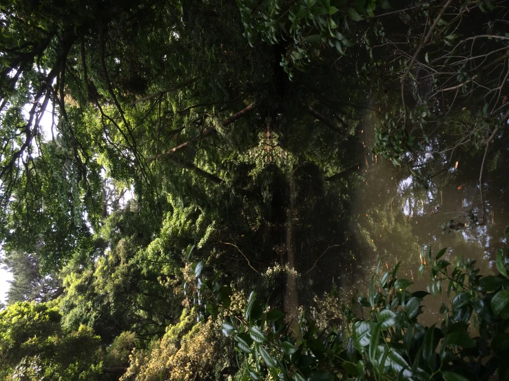 a river surrounded by trees with a clear sky