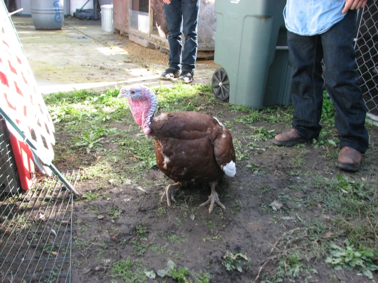 a large brown turkey walking across a patch of dirt