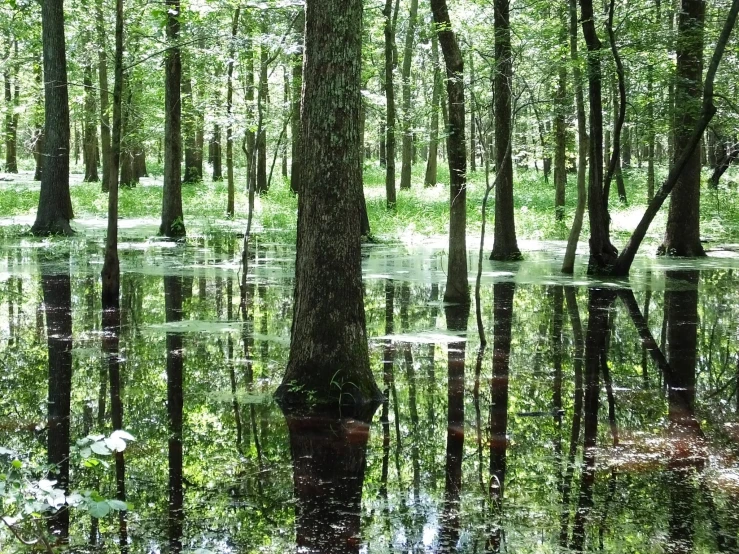 a swamp is surrounded by water with trees