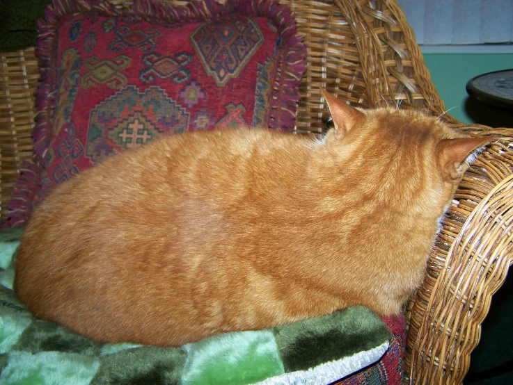 a cat is resting on top of a couch