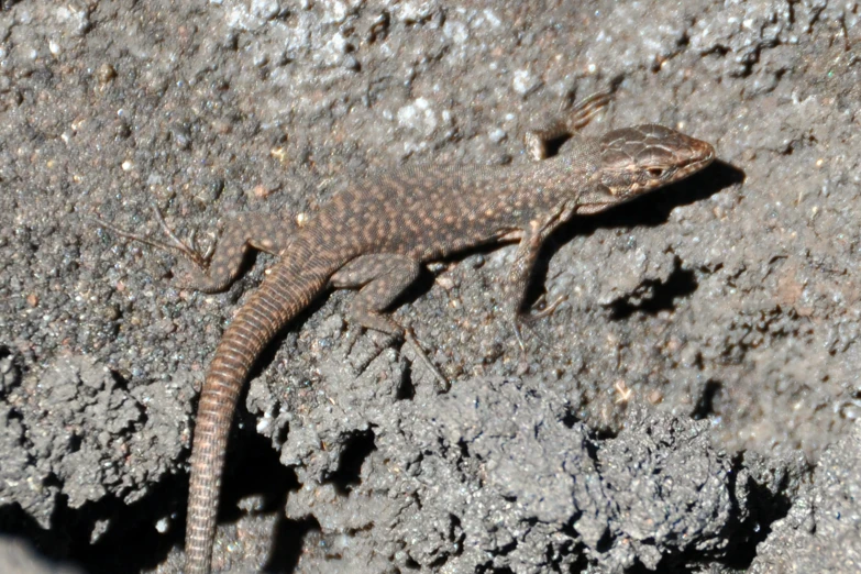 a lizard is walking through the black rock