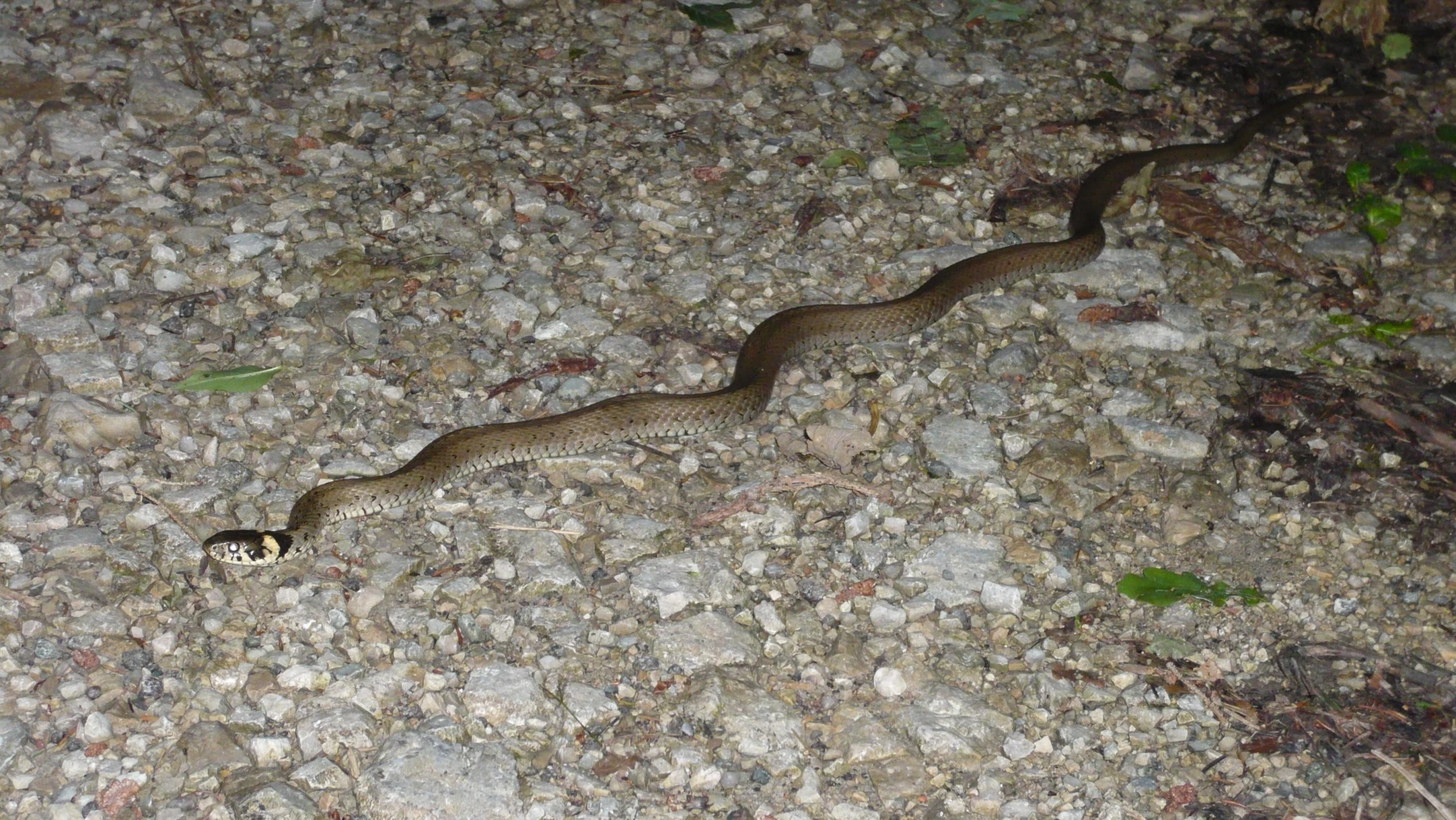 a snake crawling on the ground on a gravel road