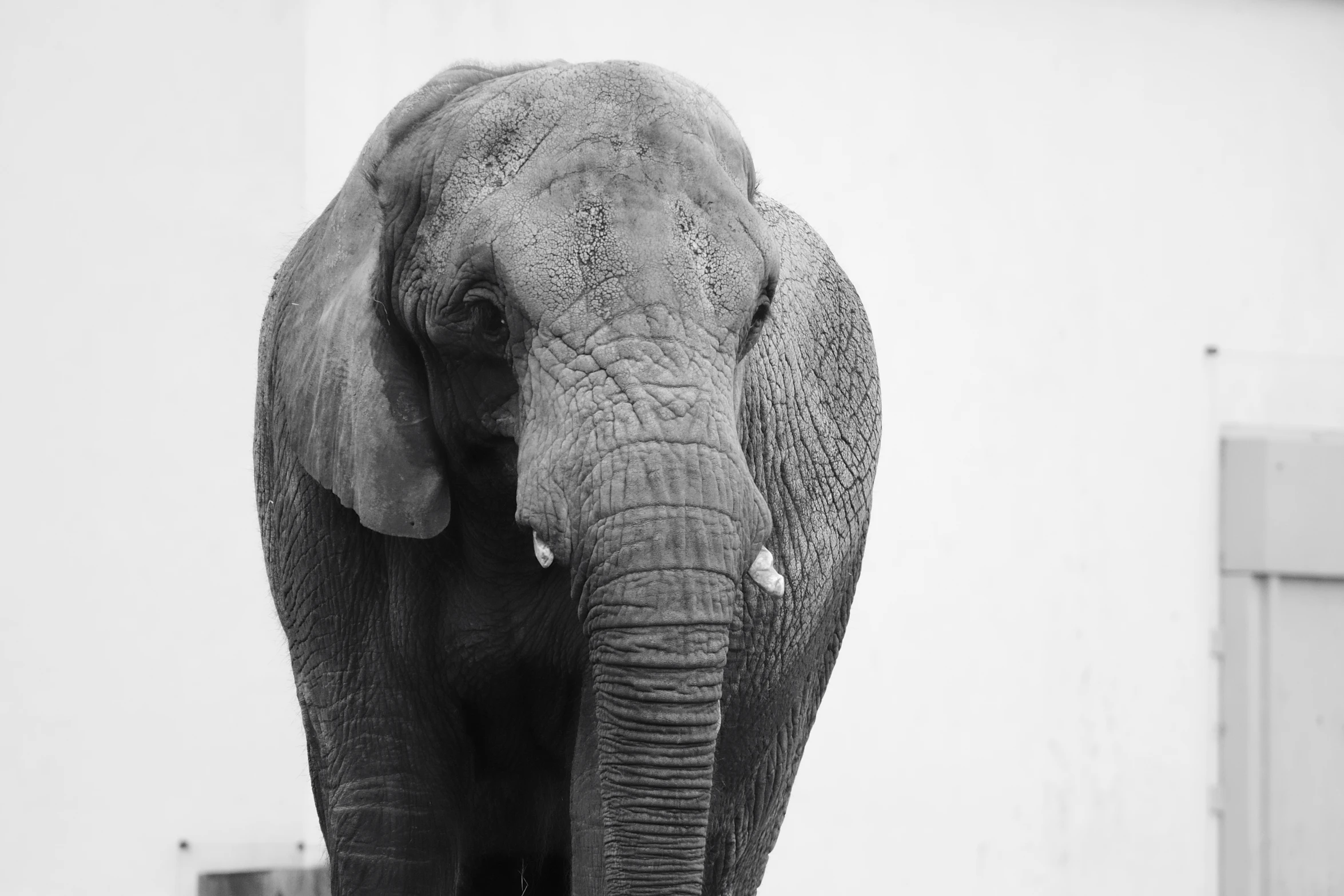 an elephant is standing outside next to a building