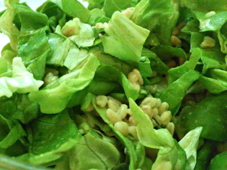 lettuce with green leaves and nuts in a dish