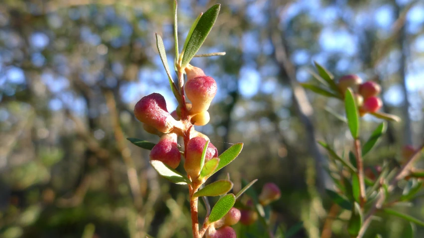 the berry on the tree is ready to ripe