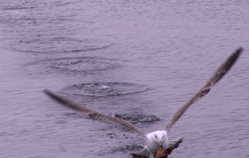 a bird flying low over some water near a shore