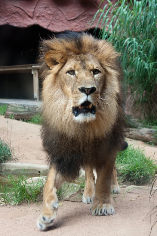 a large lion walking across a dirt road