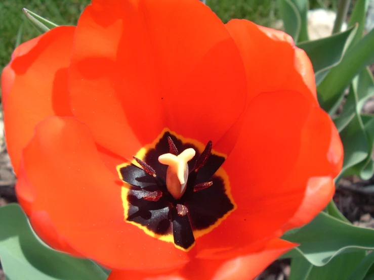 a flower that is open up on a plant