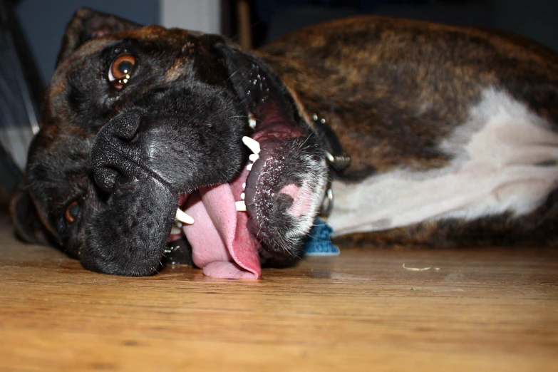 a large dog that is laying down on the floor