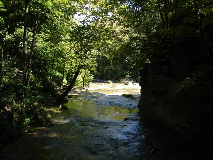 a small river in between many forested trees