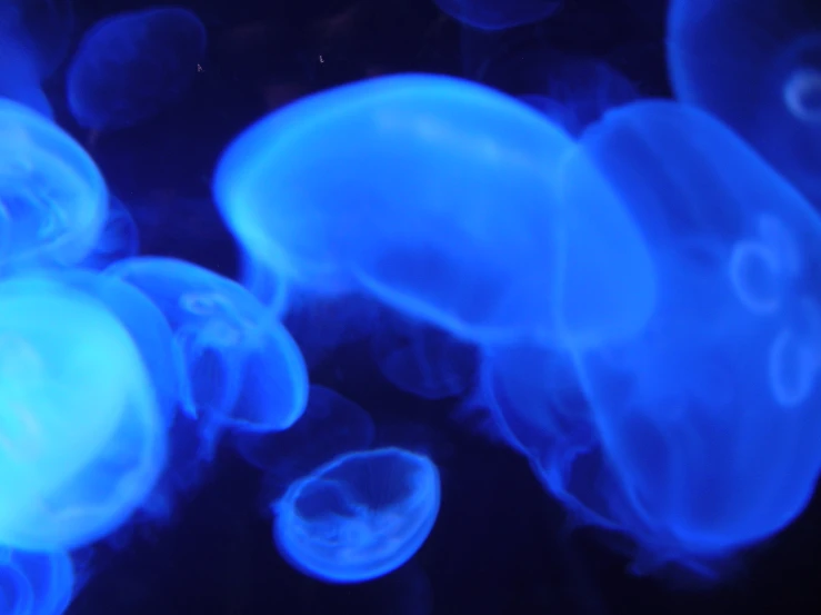 the blue jellyfish is glowing brightly as it floats
