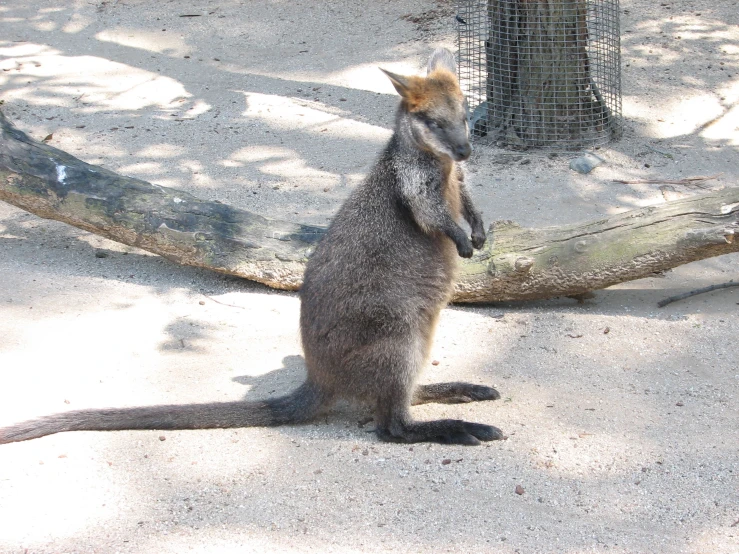 a kangaroo sitting and yawning in a zoo pin