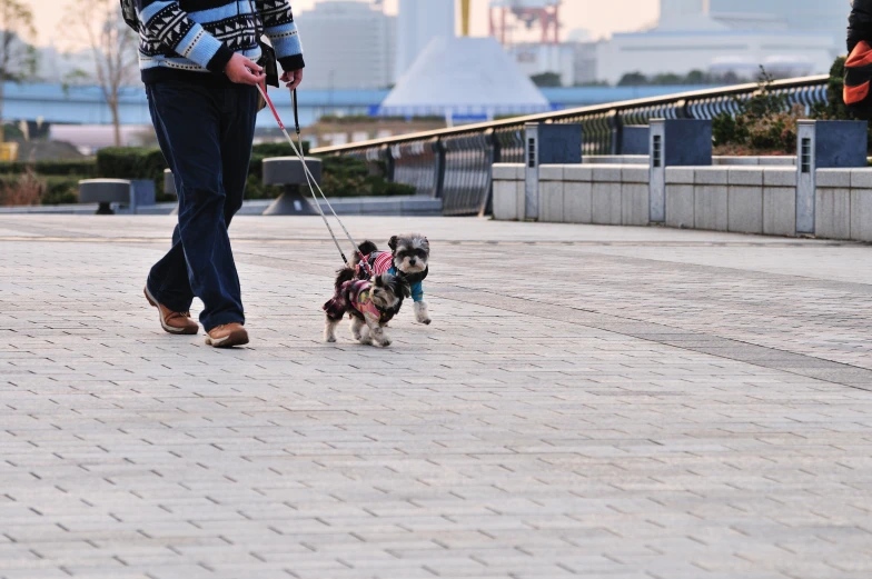 a person walks their small dog along the pavement