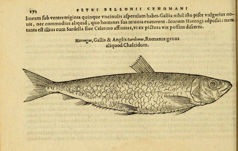 a fish is depicted in a book