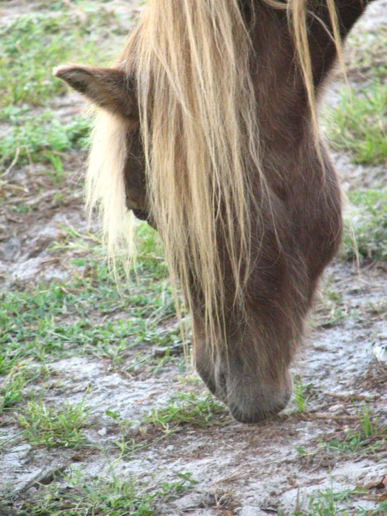 closeup of a wild horse's furry mane