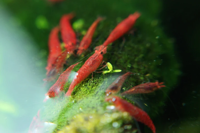 bright red algae floating in a small pond