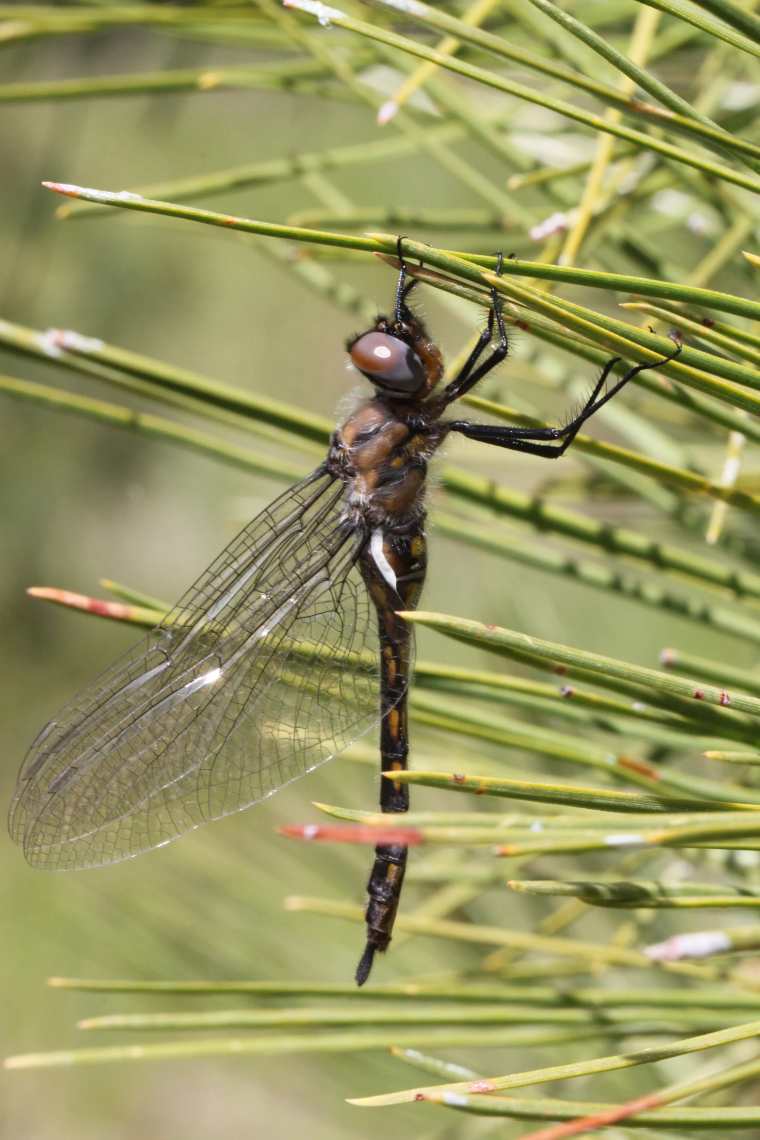 a dragon flys on a plant in front of trees