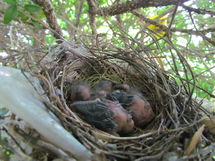 a group of birds laying on top of a nest under a tree