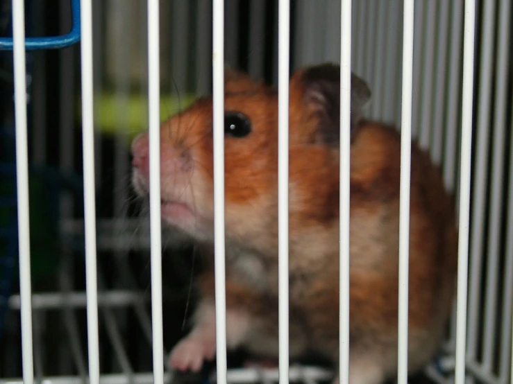a close up of a small animal in a cage